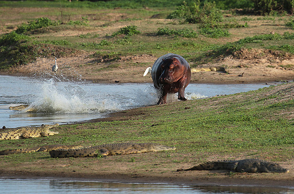 Selous