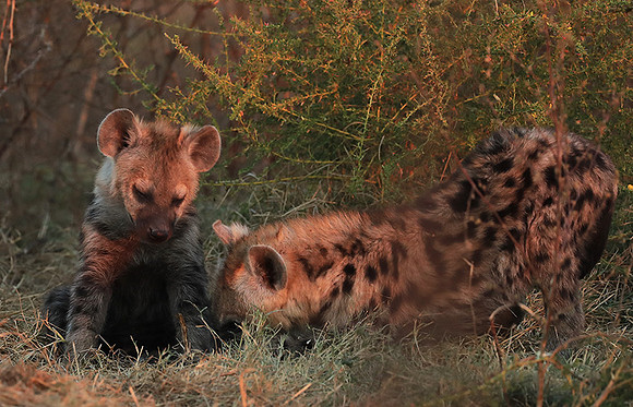 Liuwa Plain NP