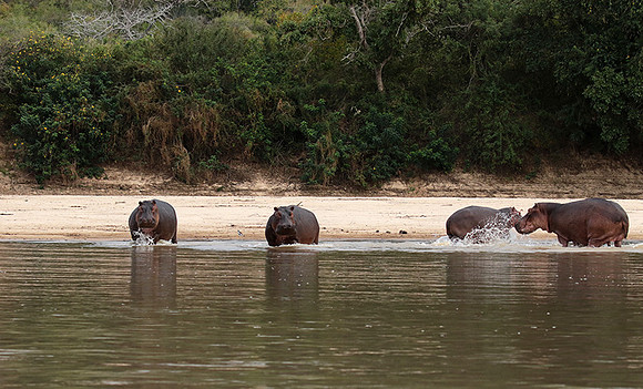 Selous