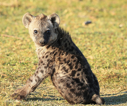 Liuwa Plain NP