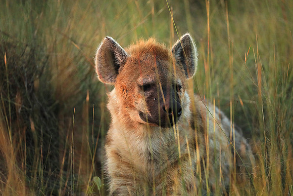 Liuwa Plain NP