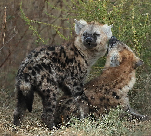 Liuwa Plain NP