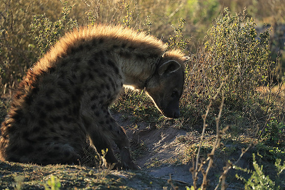 Liuwa Plain NP