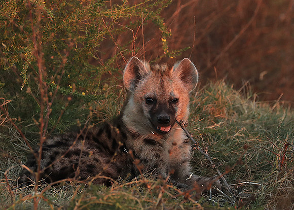 Liuwa Plain NP
