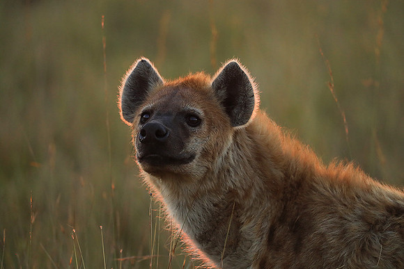 Liuwa Plain NP