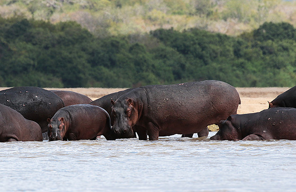 Selous