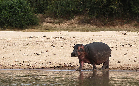 Selous