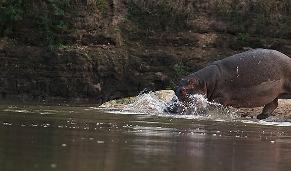 Selous