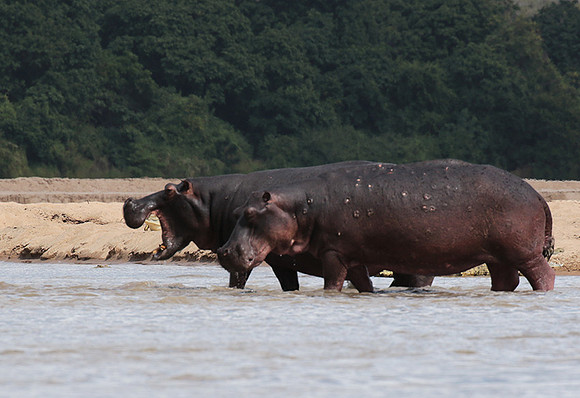 Selous