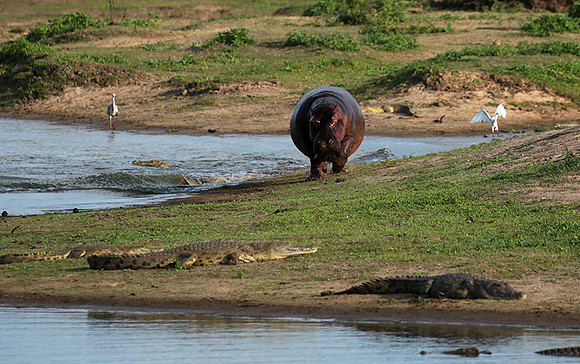 Selous