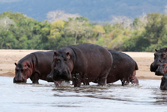 Selous