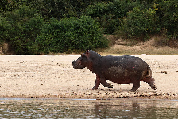 Selous