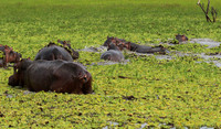 Selous