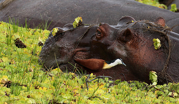 Selous