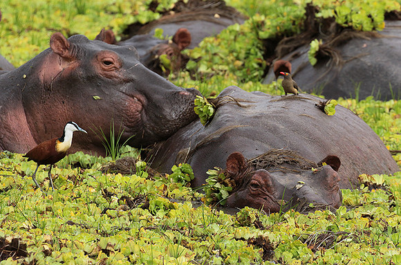 Selous