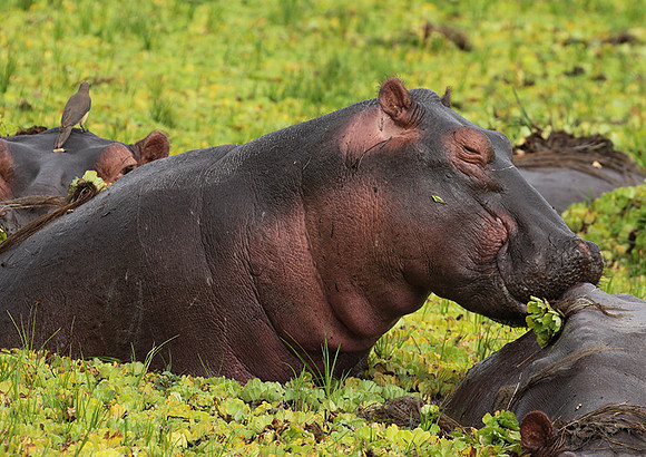 Selous