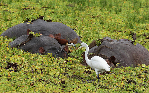Selous