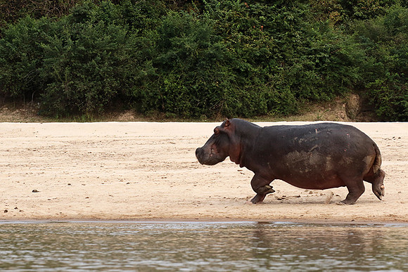 Selous