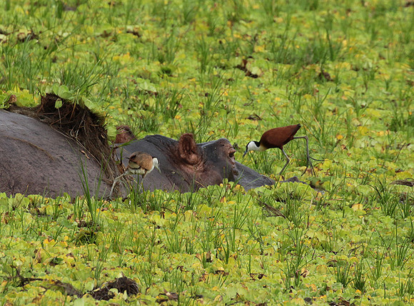Selous