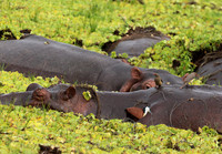 Selous