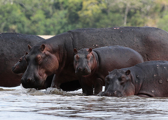 Selous