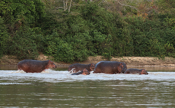 Selous