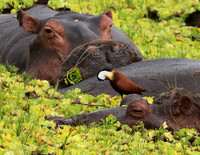 Selous
