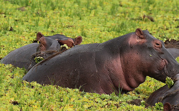 Selous