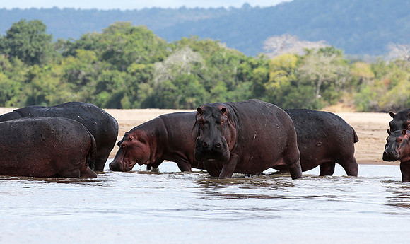 Selous