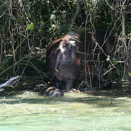 Mahale National Park