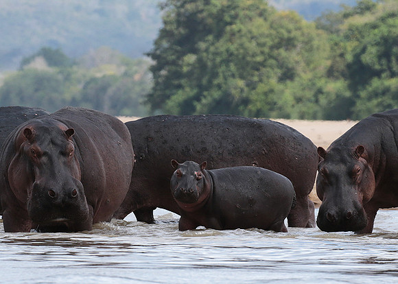Selous