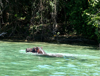 Hippos