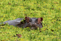 Selous