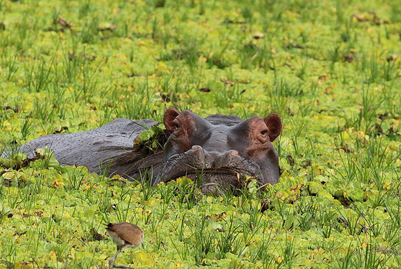 Selous