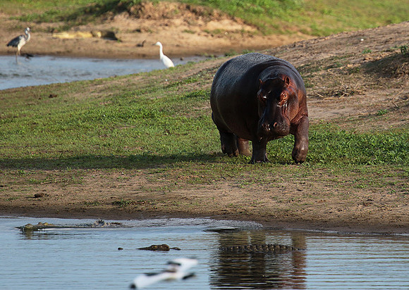 Selous