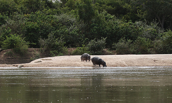 Selous