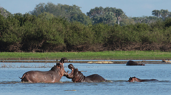 Selous