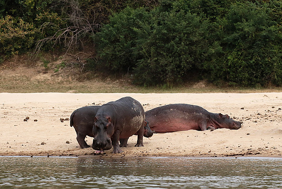 Selous