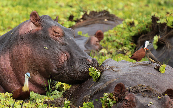 Selous