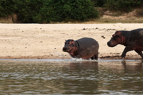 Selous