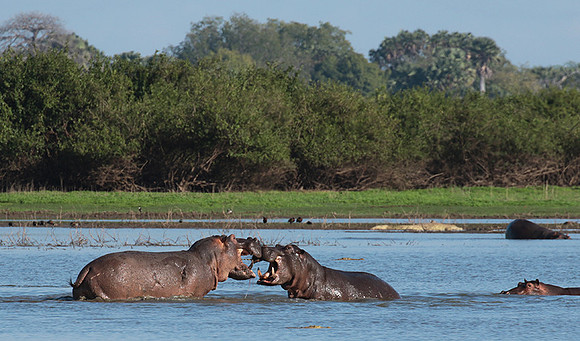 Selous