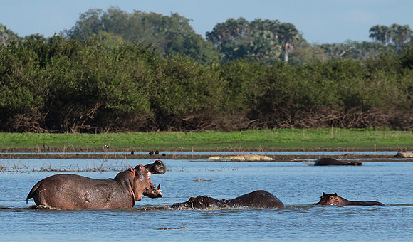 Selous