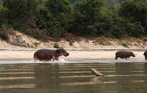 Selous