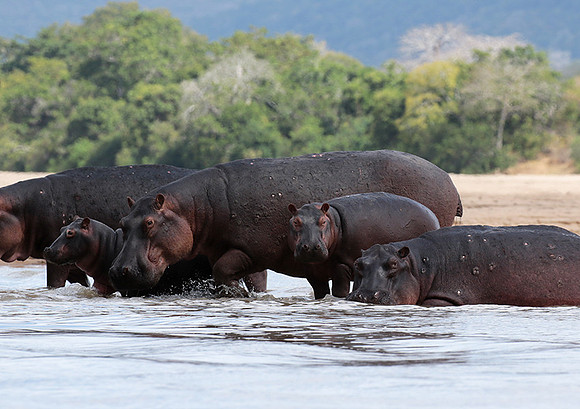 Selous
