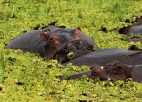 Selous