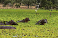 Selous
