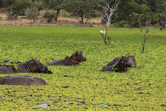Selous