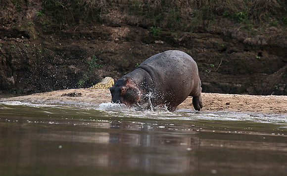 Selous