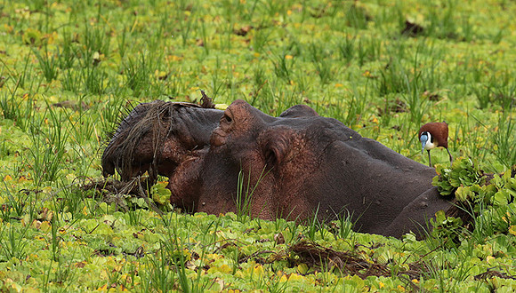 Selous