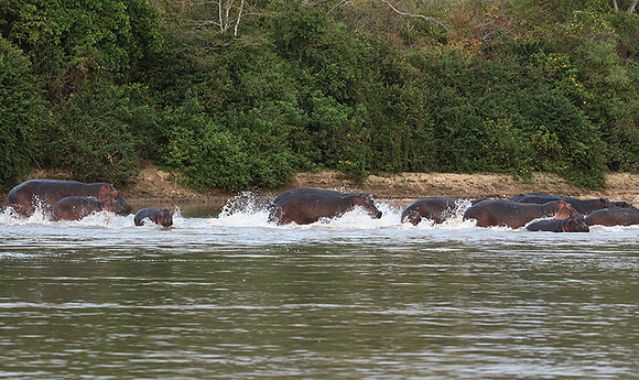 Selous